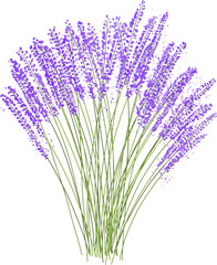 Lavender bouquet vector illustration drawn by hand