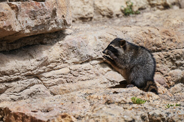 Wild Raccoon. Procyon lotor. Funny young raccoon live and play on a rock. Wildlife America