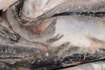Frozen large herring, ice block of herring fish.Frozen background or texture