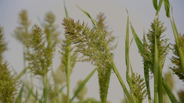Slowmotion video of yellowish green plant moving in wind
FHD