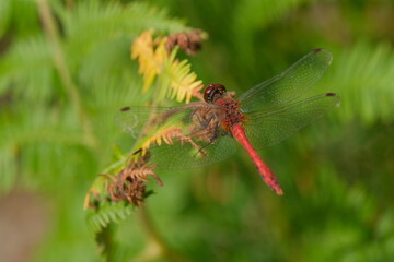 Red Dragonfly macro photography with green background. Red Dragonfly in the nature.