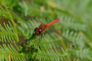 Red Dragonfly macro photography with green background.  Red Dragonfly in the nature.