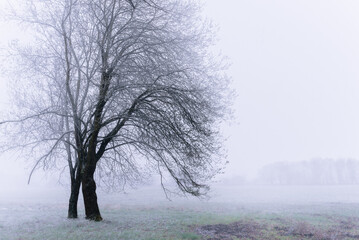A tree stands in the fog