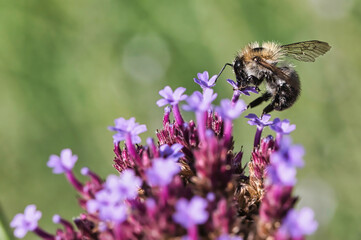 A bee sits on a flower and collects nectar.