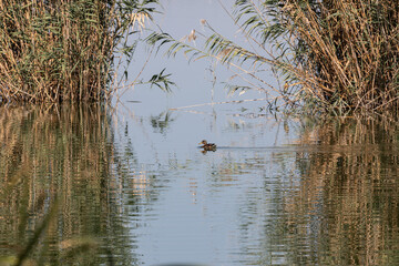 Albufera