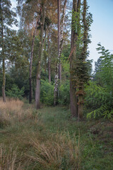 Natural park in the rural landscape of Poland, old forgotten village orchards, rural forested roads, natural countryside park in the light of the rising sun, Podkarpackie County, Poland