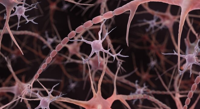 Microglia are brain cells which can couse autoimmune diseases such as multiple sclerosis