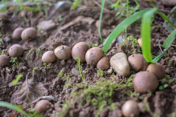 little mushrooms found near the pathway