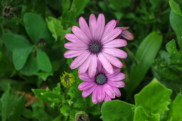 flowers in my garden in summer