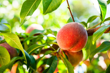 Fresh, ripe peaches on the tree. Rich harvest of peaches. Ripe fruits on the peach tree in the garden. Homegrown, organic peaches