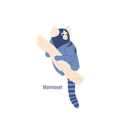 Marmoset Monkey, Ape, Wild Animal Creature Sitting On Tree Branch Isolated On White Background. Cute Small Jungle Mammal