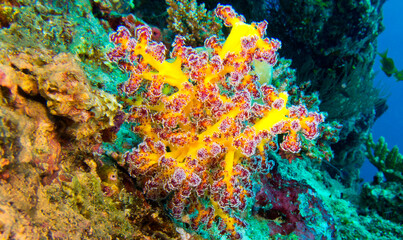 Fototapeta na wymiar Multi-branched Trees Soft Coral, Coral Reef, South Malé Atoll, Maldives, Asia