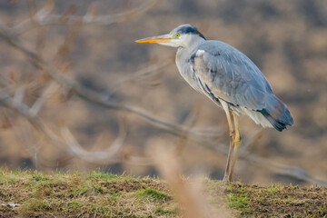The great blue heron (Ardea herodias) is a large wading bird in the heron family Ardeidae, common near the shores of open water and in wetlands.