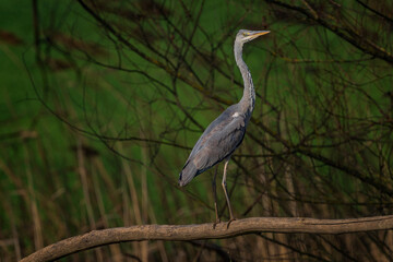 The great blue heron (Ardea herodias) is a large wading bird in the heron family Ardeidae, common near the shores of open water and in wetlands.