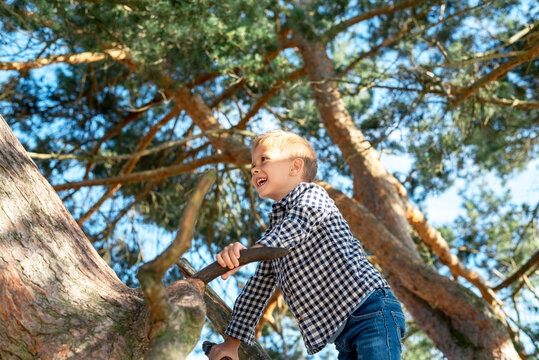 Preschool boy climbs a huge pine tree.
