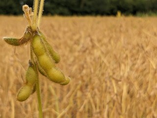 Close-up of Fava beans with warm fall colors in soft-focus in the background