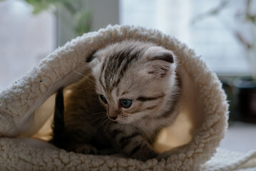 Pretty scottish fold kitten with blue eyes sitting in a fur hat