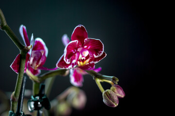 Beautiful phalaenopsis orchid on a black background