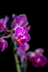 Fototapeta na wymiar Beautiful phalaenopsis orchid on a black background