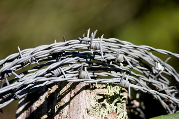 Stacheldraht 2