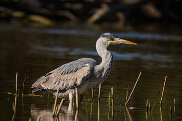 The great blue heron (Ardea herodias) is a large wading bird in the heron family Ardeidae, common near the shores of open water and in wetlands.