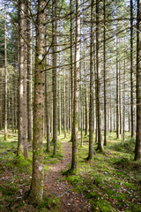 Sentier de randonnée dans une forêt du Doubs, Bourgogne-Franche-Comté, France