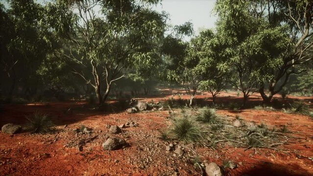Dirt track through Angophora and eucalyptus forest