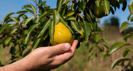 A man's hand picks a ripe pear from a tree close-up beautiful view