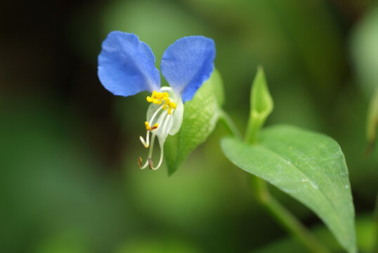 つゆ草 の画像 1 0 件の Stock 写真 ベクターおよびビデオ Adobe Stock
