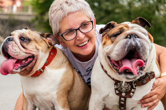 Smiling senior woman hugging with british bulldogs outdoors. Woman playing dog in park. Dog walking service