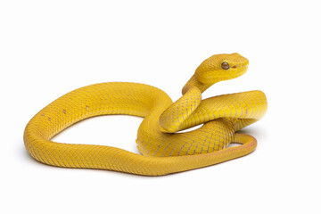 The Yellow White-lipped Pit Viper (Trimeresurus insularis) closeup on isolated background, Yellow White-lipped Pit Viper closeup