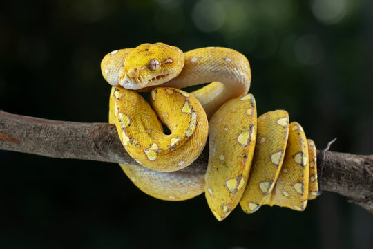 Green tree python juvenile closeup on branch with black background,  Green tree python ''Morelia viridis'' 
