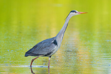 The great blue heron (Ardea herodias) is a large wading bird in the heron family Ardeidae, common near the shores of open water and in wetlands.