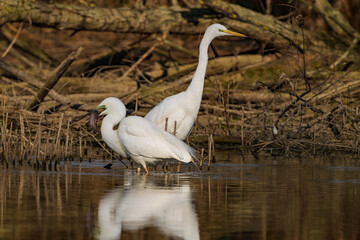 Obraz premium The great egret (Ardea alba), also known as the common egret, large egret, or (in the Old World) great white egret or great white heron is a large, widely distributed egret.