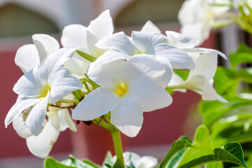 beautiful white flower and green leaves 