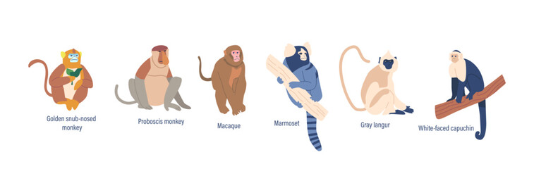 Set Of Wild Monkeys Or Apes Animals Golden Shub-nosed, Proboscis, White-faced Capuchin And Macaque, Marmoset, Orangutan © Pavlo Syvak