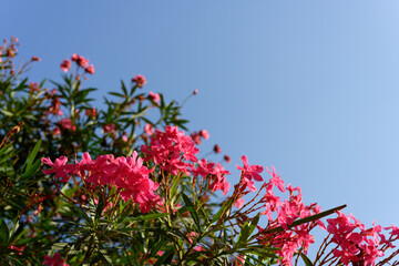 Oleander flower and sky background. red tree blossom and sky