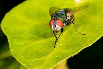 Fly sitting on a leaf, macro photo, close-up.