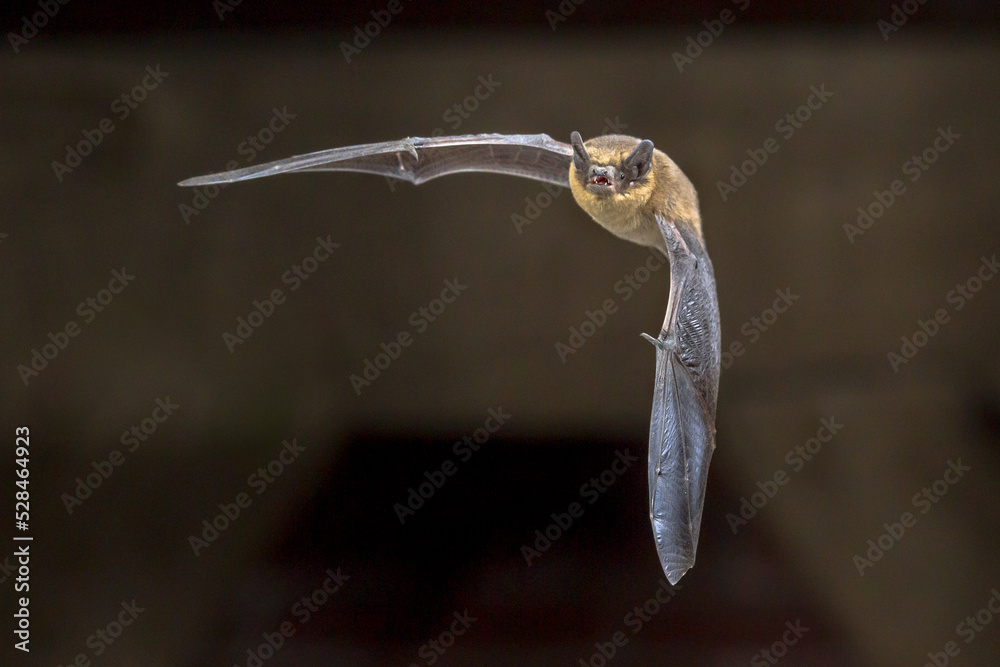 Poster flying pipistrelle bat on wooden attic