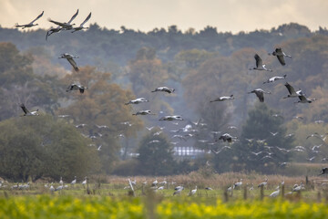 Flocks of cranes on migration in germany