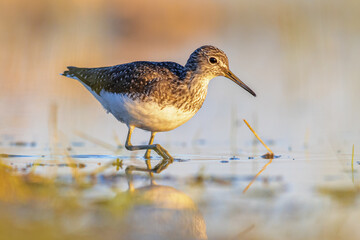 Green Sandpiper Wading against bright background