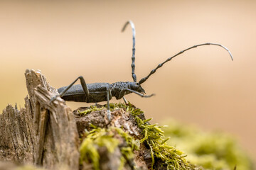 Great capricorn beetle on dead wood - Powered by Adobe