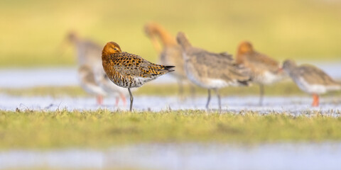 Group of Black Tailed Godwit with Bright Background