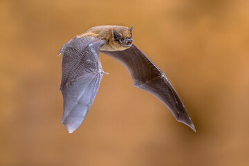 Flying pipistrelle bat