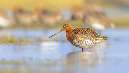 Group of Black Tailed Godwit with Bright Background