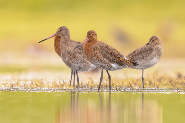 Group of Black Tailed Godwit with Bright Background