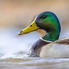Male Mallard swimming in water of wetland