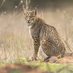 Iberian lynx on Bright Background © creativenature.nl