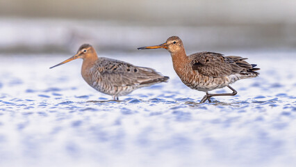 Pair of Black Tailed Godwit with Bright Background