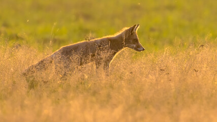 Red Fox juvenile hunting for mice